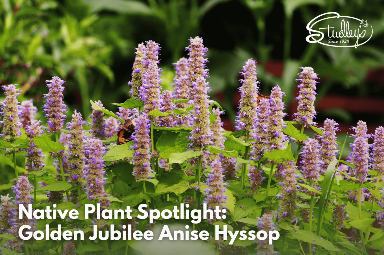 Native Plants Spotlight: Golden Jubilee Anise Hyssop