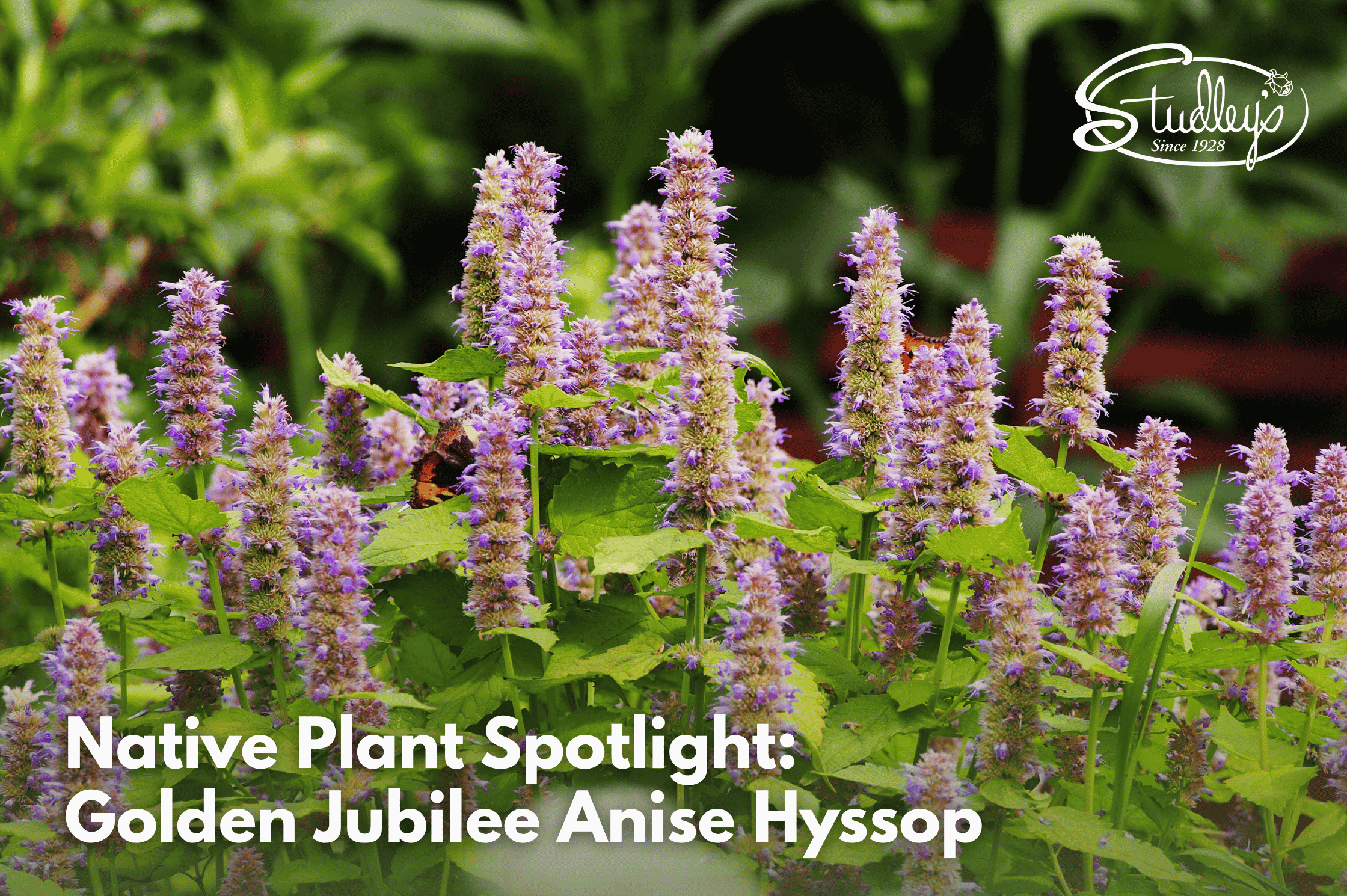Native Plants Spotlight: Golden Jubilee Anise Hyssop