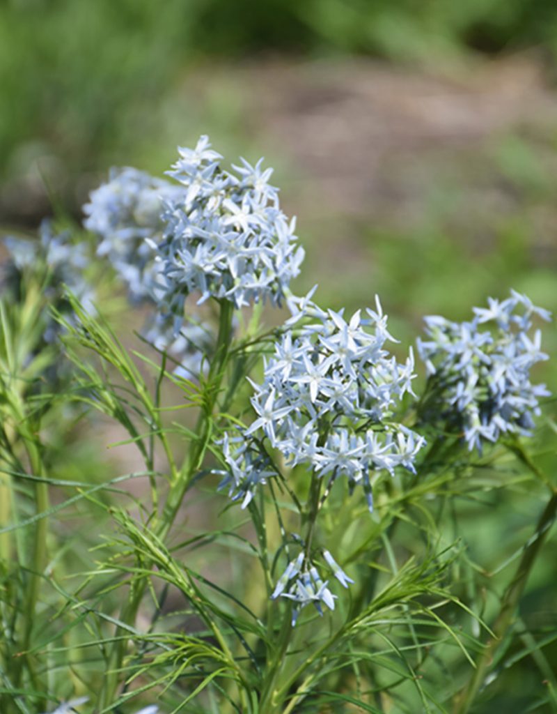 low maintenance native perennials narrow-leaf blue star