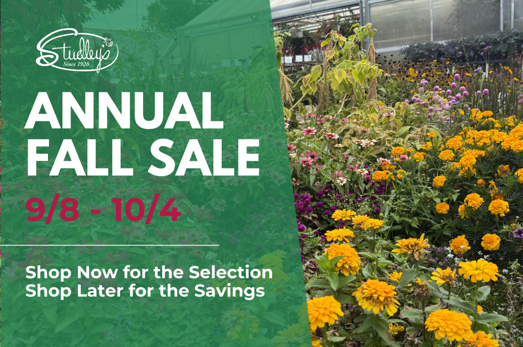 annual fall plant sale