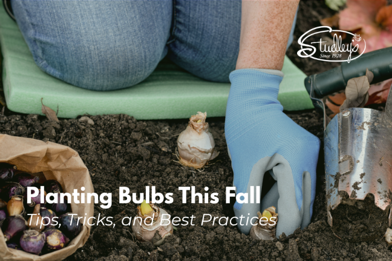 tips for planting bulbs in fall