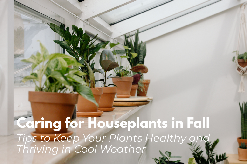 houseplant care tips for fall in NH.