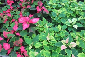 Red, pink, white Poinsettia varieties growing in Studley's greenhouse