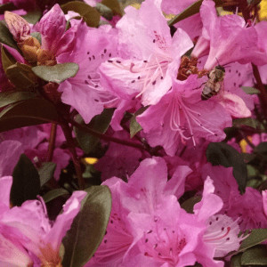 Bee Pink Rhododendron