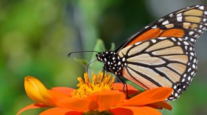 Monarch Butterfly Orange Flower