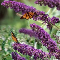 butterfly-bush-black-knight