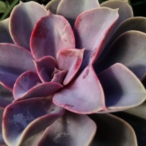 Perle von Nurnberg Echeveria succulents