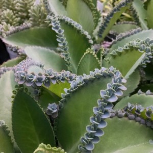 Hortagel Kalanchoe succulents