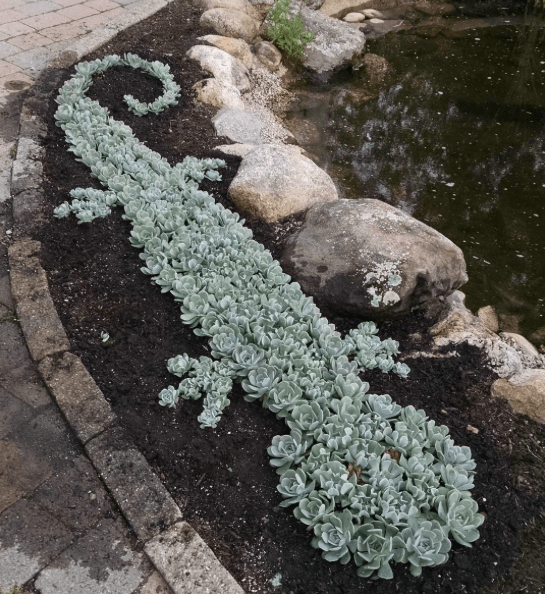 succulents garden design alligator shape