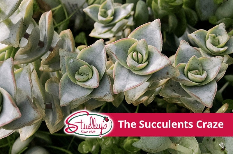 succulents craze
