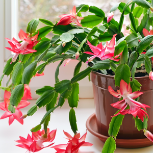 Christmas Cactus Bloom Tips