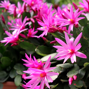 Easter cactus bloom