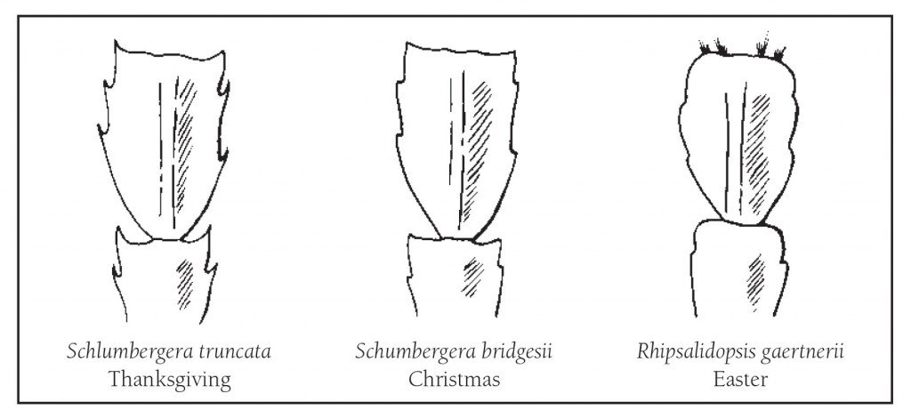 Holiday Cactus Segment Comparison (credit: Iowa State University)