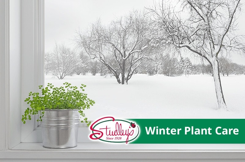 Winter Plant Care Studley�s Flower Gardens