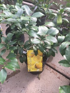 container citrus tree