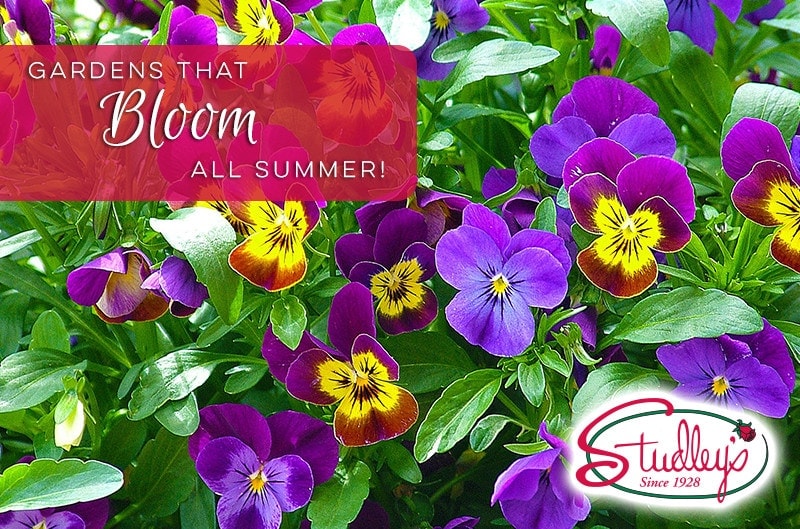 plants that bloom all summer