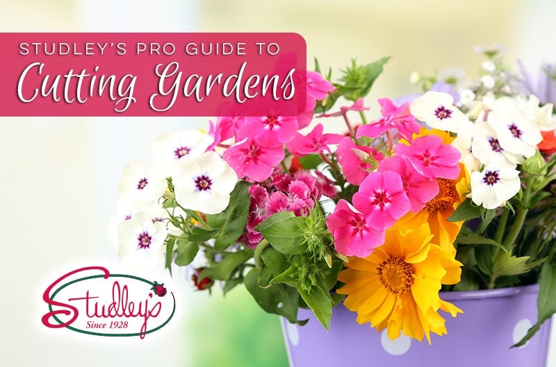 Studley S Pro Guide To Cutting Gardens Flower - Studley Flower Gardens