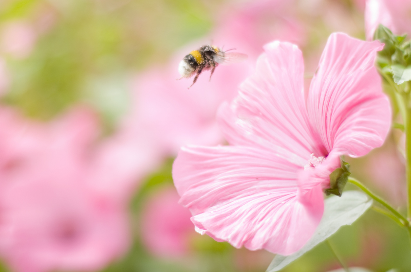 June is National Pollinator Month