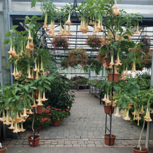 flowers growing in studley flower gardens greenhouse