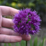 hand near allium lavender bubbles flower head