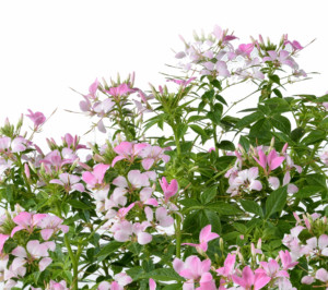 pink and white Cleome Clio Pink Lady annual plant flower blossoms