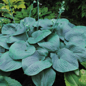 hosta humpback whale perennial