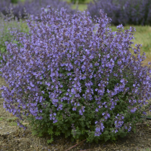 blooming Nepeta ‘Kitten Around’ catmint perennial plant