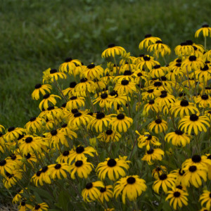 Rudbeckia American Goldrush blacked eyed susan perennial plant yellow flowers with black centers