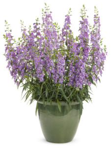 Proven Winners Angelonia Angelface steel blue annual flowering plant in a pot