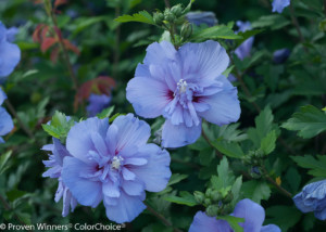 Proven Winners Blue Chiffon Rose of Sharon hibiscus blooms