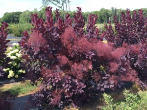 Proven Winners cotinus winecraft black smokebush plant