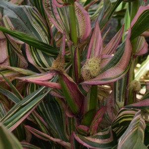 ‘Pink Zebra’ Ornamental Corn annual plant