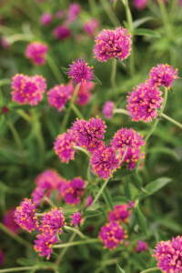 Proven Winners gomphrena truffle pink annual flower blossoms