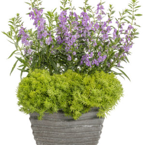 Proven Winners Queen Elizabeth container recipe example with angelface steel blue and lemon coral plants in pot