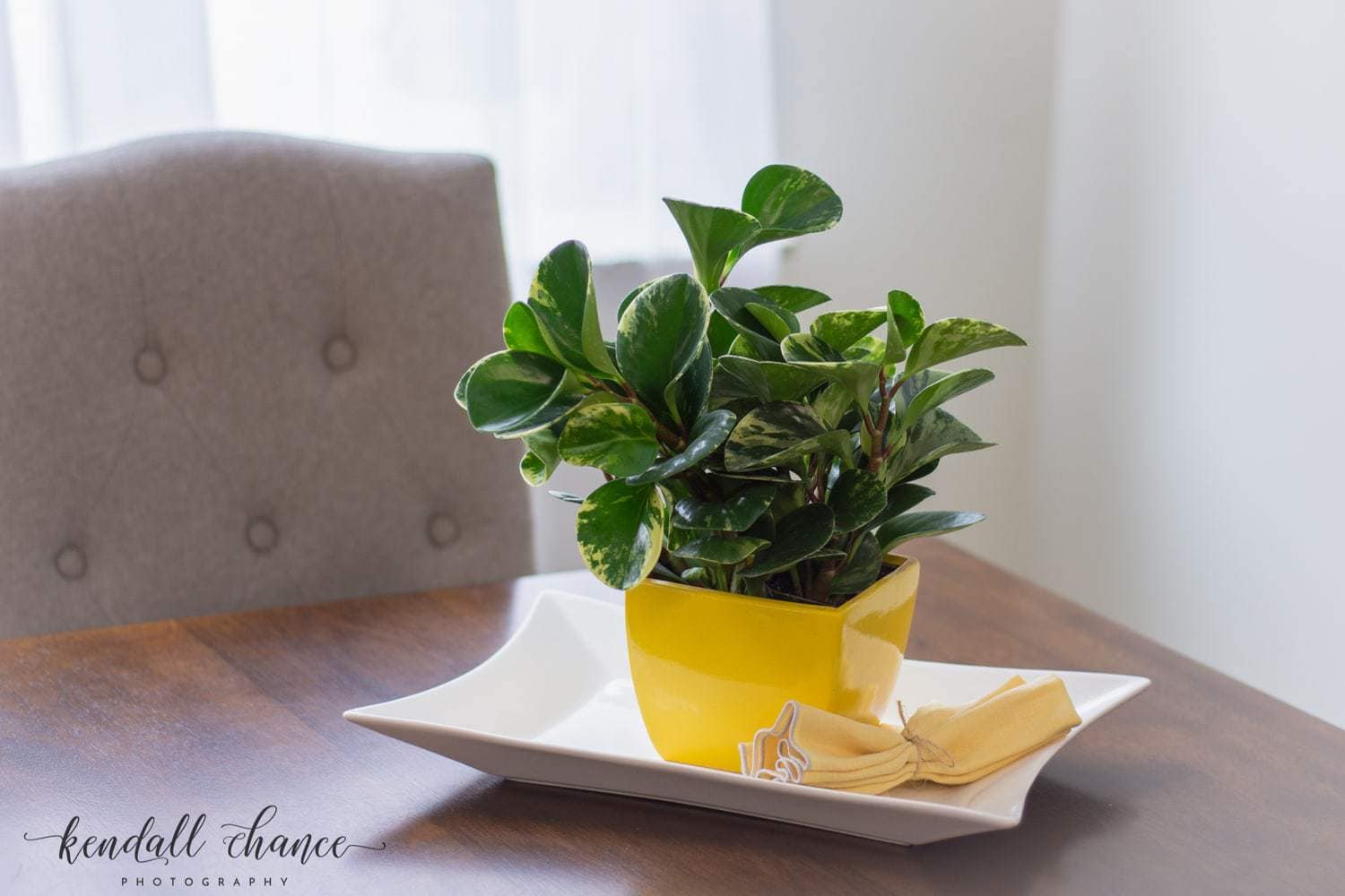 Lifestyle(watermark)_Spewock-1217 marble peperomia plant in yellow pot on table