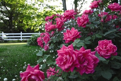 Knock Out® Rose