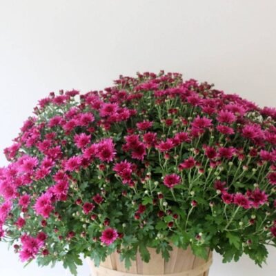 Bushel Basket Mum