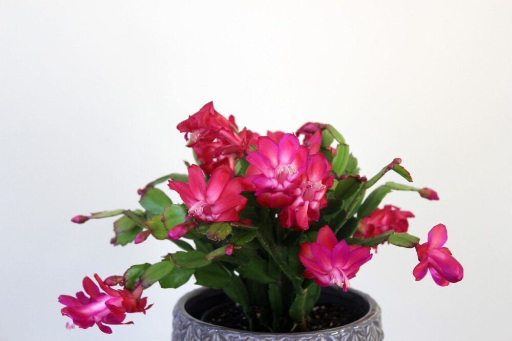 Christmas Cactus