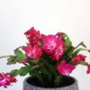 Christmas Cactus