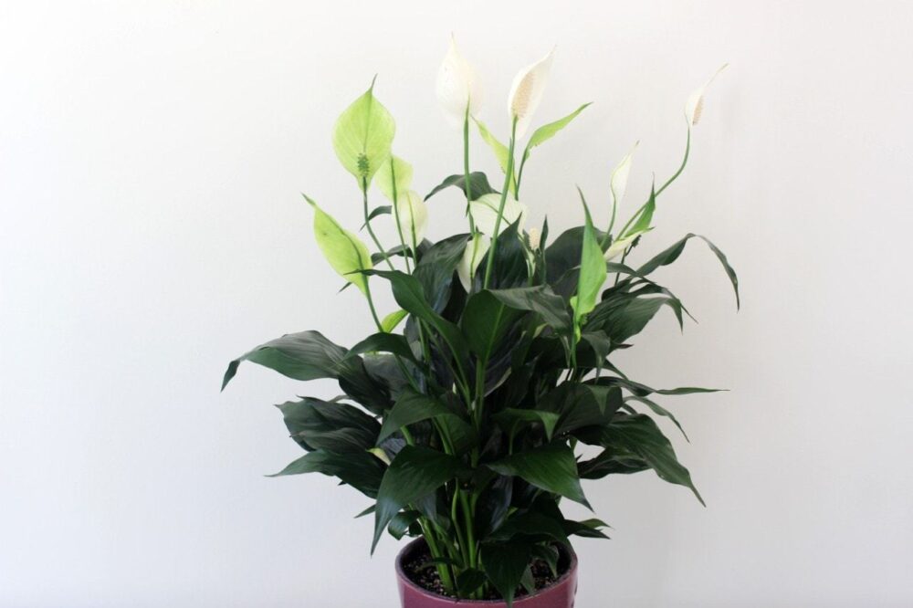 Peace Lily Plant