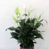 Peace Lily Plant