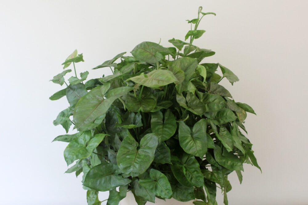 Syngonium Plant