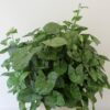 Syngonium Plant