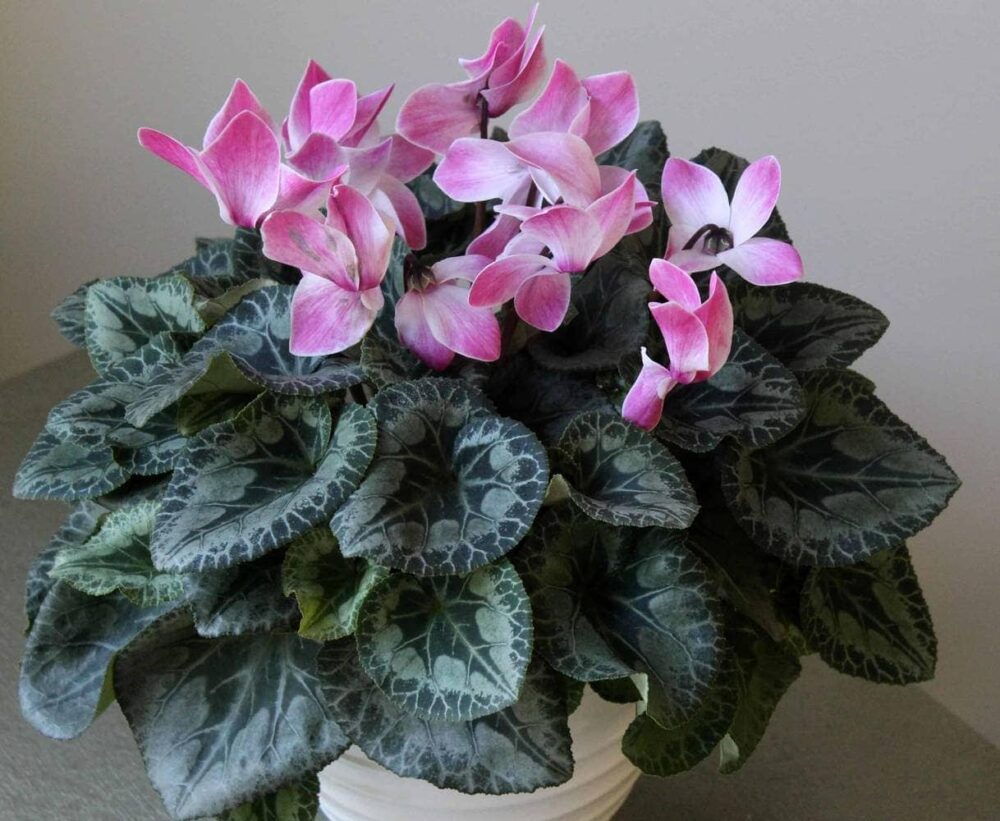cyclamen plant with pink flowers