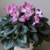 cyclamen plant with pink flowers