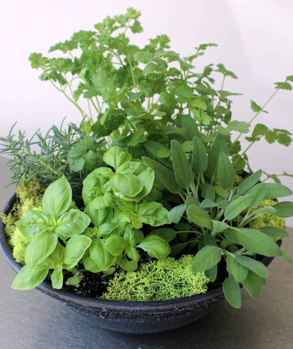 Culinary Herb Planter by Studley's