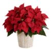 red poinsettia