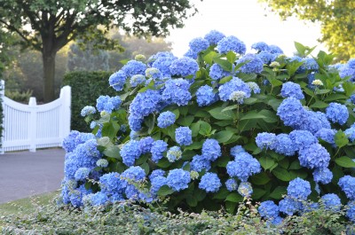Endless Summer® Hydrangea