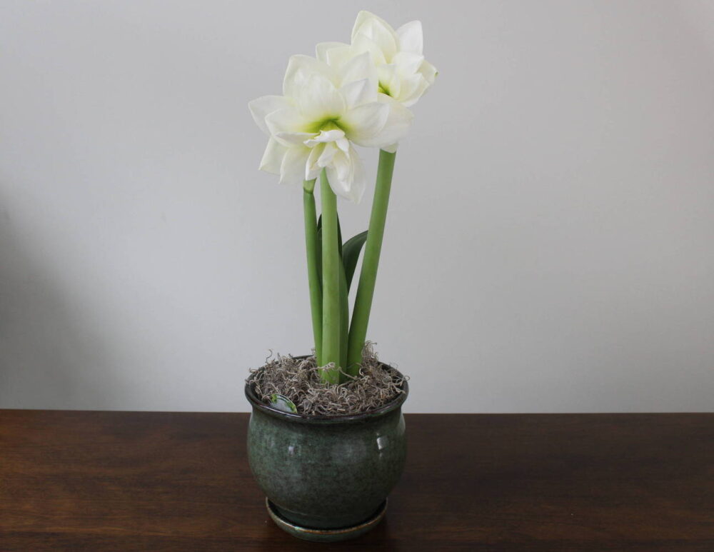 Amaryllis Plant