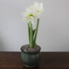 Amaryllis Plant